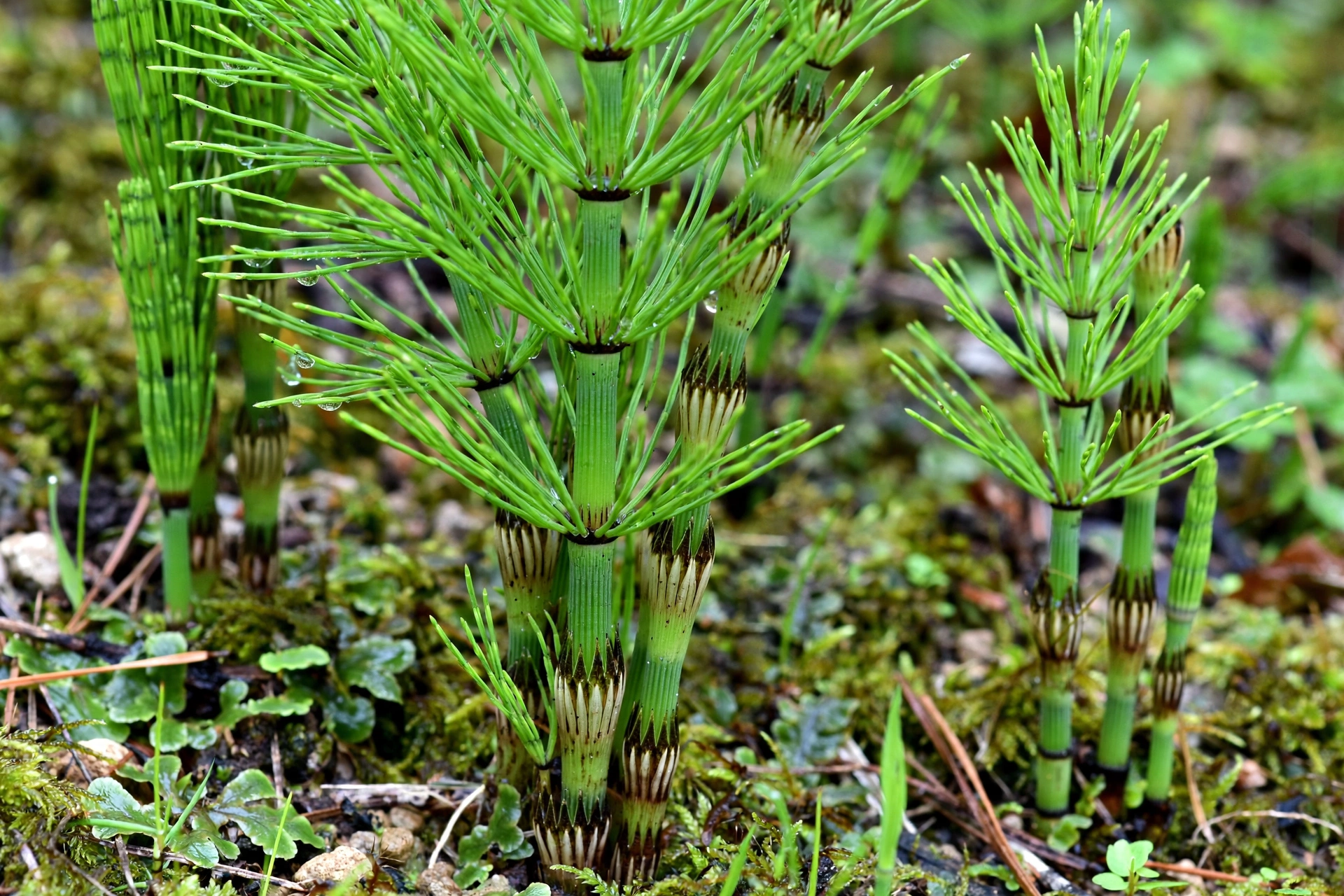 planta de cavalinha natural verde no campo
